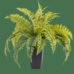 BOSTON Felce Verde|CASA New