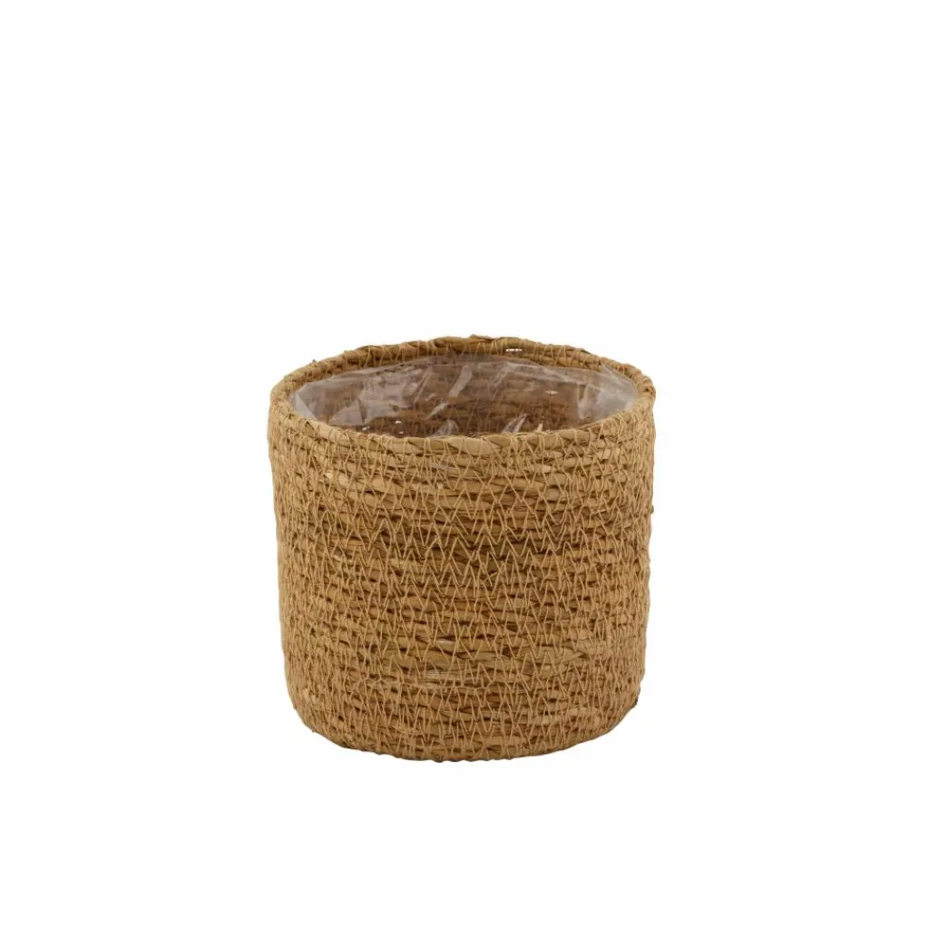 BUXUS Pianta Vari Colori|CASA Sale