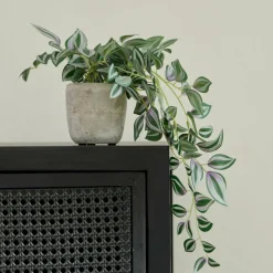 CALATHEA Pianta Sospesa Grigio, Verde, Viola|CASA Sale