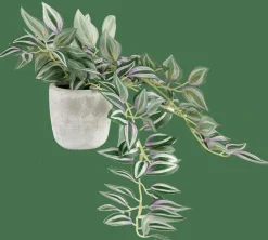 CALATHEA Pianta Sospesa Grigio, Verde, Viola|CASA Sale