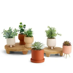 CERA Pianta Artificiale Vari Colori|CASA New