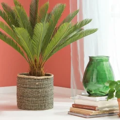 CYCAS Palma Verde|CASA Best