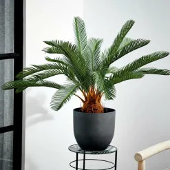 CYCAS Palma Verde|CASA Best