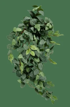 FITTONIA Ghirlanda Di Foglie Verde|CASA Discount