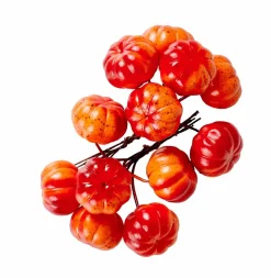 FOAM Rami Di Rosa Canina Rosso|CASA New