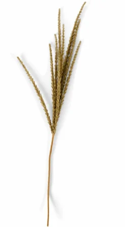 GOLDENROD Stelo Bianco|CASA Best