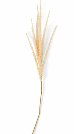 GOLDENROD Stelo Cachi|CASA Online