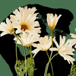 INDI Ramo Fiorito Crema|CASA Discount