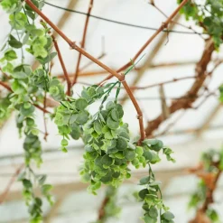 JULIA Vaso Verde|CASA Discount