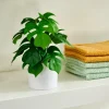 MONSTERA Pianta Vari Colori|CASA Outlet