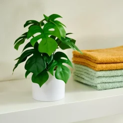 MONSTERA Pianta Vari Colori|CASA Outlet