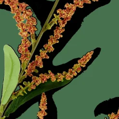 OPHIO Ramo|CASA Clearance