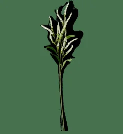 OPHIO Ramo Bianco|CASA Online