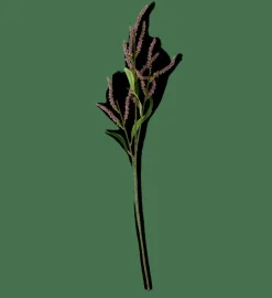 OPHIO Ramo Viola|CASA Discount