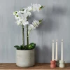 ORCHID Orchidea In Vaso Bianco|CASA Online