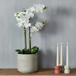 ORCHID Orchidea In Vaso Bianco|CASA Online