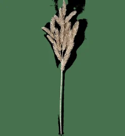 PINE Ramo Dorato|CASA