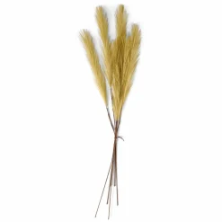 PLUME Pennacchi Decorativi Marrone Chiaro|CASA Outlet