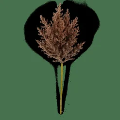 PLUME Stelo Di Piume Marrone|CASA Online