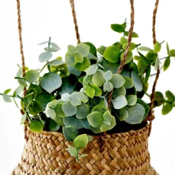 TERRA Pianta In Vaso Bianco, Verde|CASA Outlet