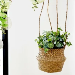 TERRA Pianta In Vaso Bianco, Verde|CASA Outlet